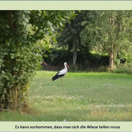 Grüne Idylle Apartment Borrentin